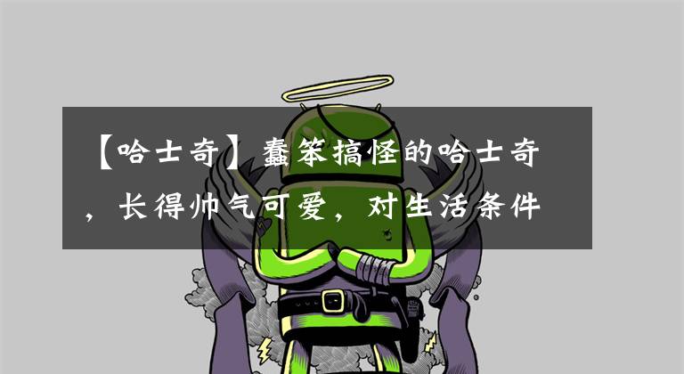 【哈士奇】蠢笨搞怪的哈士奇，长得帅气可爱，对生活条件适应性很强