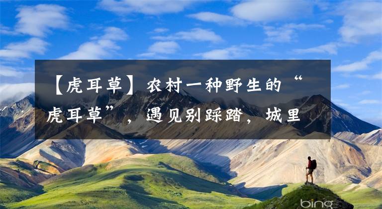 【虎耳草】农村一种野生的“虎耳草”,遇见别踩踏,城里人当盆景养