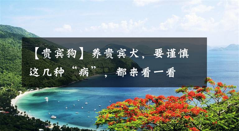 【贵宾狗】养贵宾犬，要谨慎这几种“病”，都来看一看