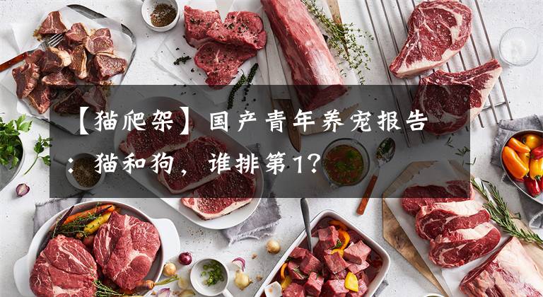 【猫爬架】国产青年养宠报告:猫和狗,谁排第1?