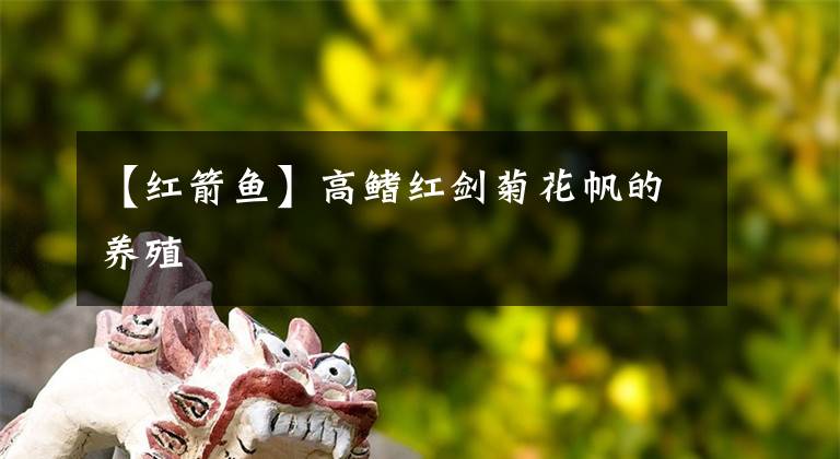 【红箭鱼】高鳍红剑菊花帆的养殖