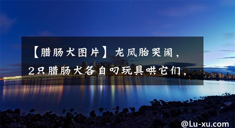 【腊肠犬图片】龙凤胎哭闹,2只腊肠犬各自叼玩具哄它们,兼职保姆寸步不离