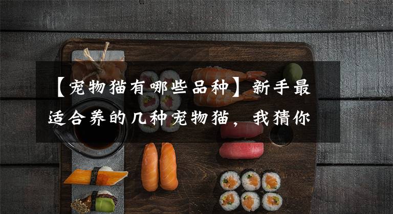【宠物猫有哪些品种】新手最适合养的几种宠物猫,我猜你不知道
