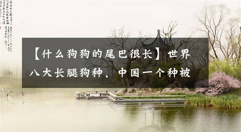 【什么狗狗的尾巴很长】世界八大长腿狗种,中国一个种被选为强势,但数量很少