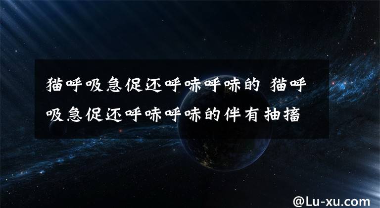 猫呼吸急促还呼哧呼哧的 猫呼吸急促还呼哧呼哧的伴有抽搐