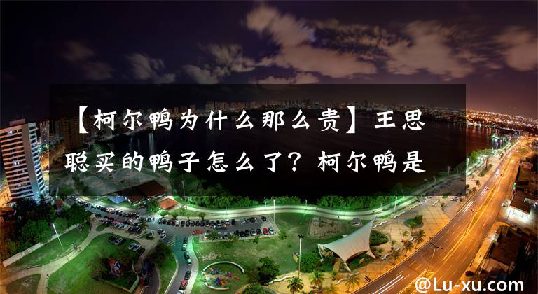 【柯尔鸭为什么那么贵】王思聪买的鸭子怎么了？柯尔鸭是什么品种多少钱