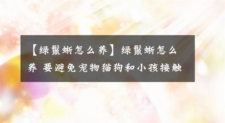 【绿鬣蜥怎么养】绿鬣蜥怎么养 要避免宠物猫狗和小孩接触