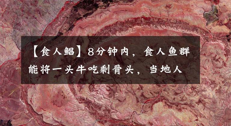 【食人鲳】8分钟内，食人鱼群能将一头牛吃剩骨头，当地人却敢在河里游泳