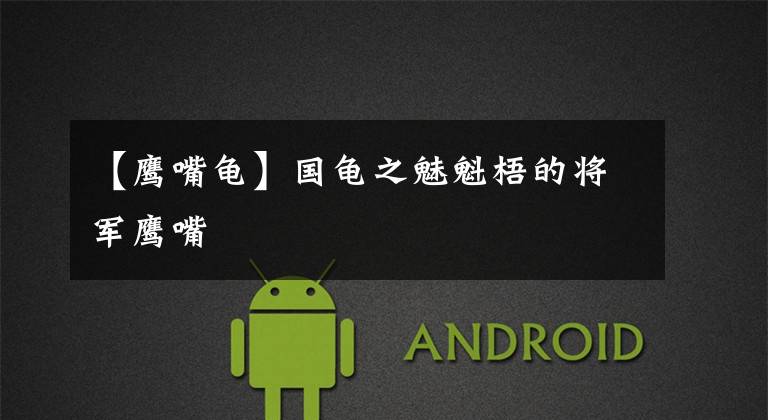 【鹰嘴龟】国龟之魅魁梧的将军鹰嘴