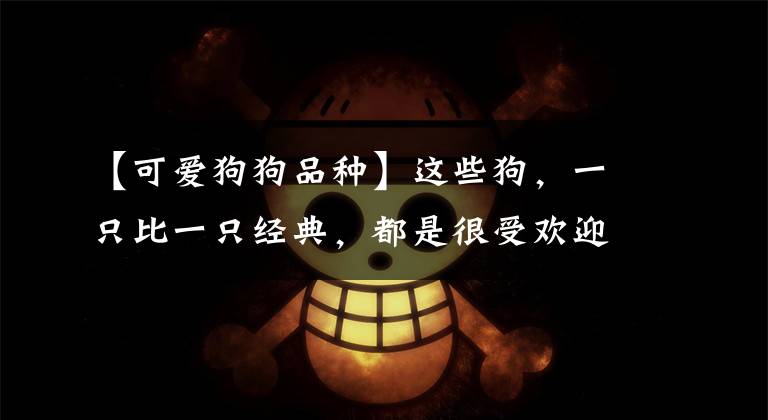 【可爱狗狗品种】这些狗，一只比一只经典，都是很受欢迎的犬种
