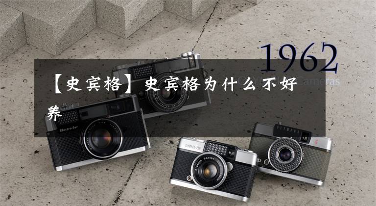 【史宾格】史宾格为什么不好养