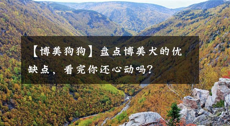 【博美狗狗】盘点博美犬的优缺点，看完你还心动吗？