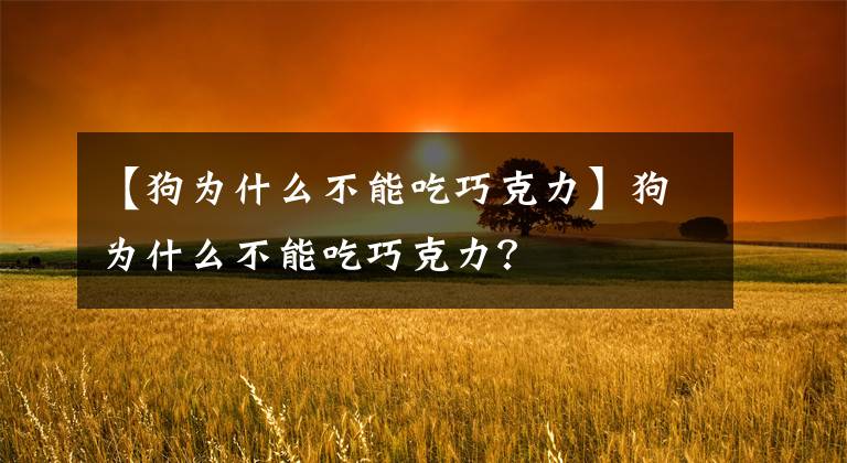 【狗为什么不能吃巧克力】狗为什么不能吃巧克力？