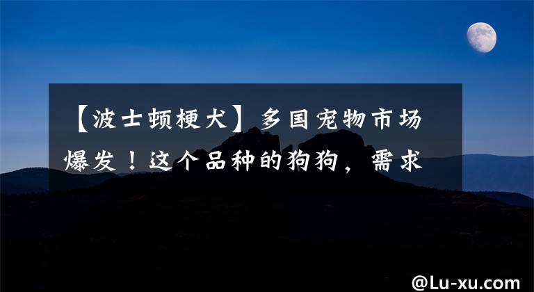 【波士顿梗犬】多国宠物市场爆发！这个品种的狗狗，需求暴增900%！你知道吗？在美国给宠物看病有多贵……