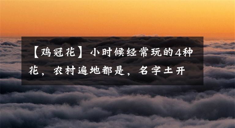 【鸡冠花】小时候经常玩的4种花,农村遍地都是,名字土开花却很美