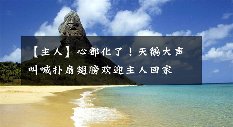 【主人】心都化了!天鹅大声叫喊扑扇翅膀欢迎主人回家