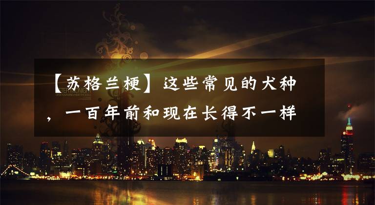 【苏格兰梗】这些常见的犬种，一百年前和现在长得不一样