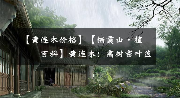 【黄连木价格】【栖霞山·植物百科】黄连木：高树密叶盖，金秋叶儿红