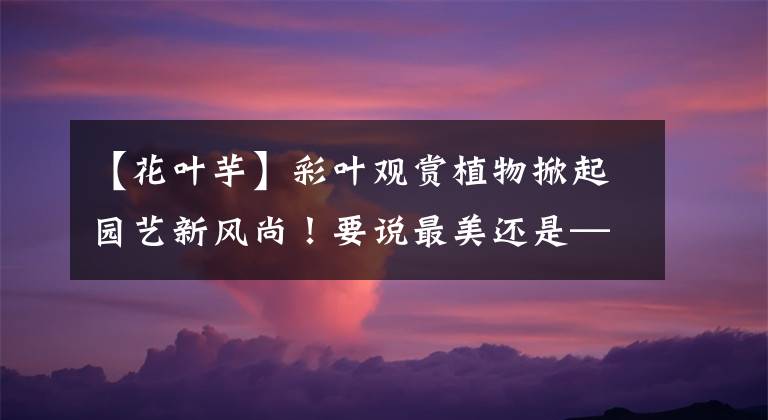 【花叶芋】彩叶观赏植物掀起园艺新风尚!要说最美还是——花叶芋