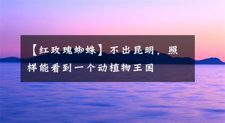 【红玫瑰蜘蛛】不出昆明,照样能看到一个动植物王国