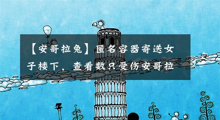 【安哥拉兔】匿名容器寄送女子楼下，查看数只受伤安哥拉兔让人寒心