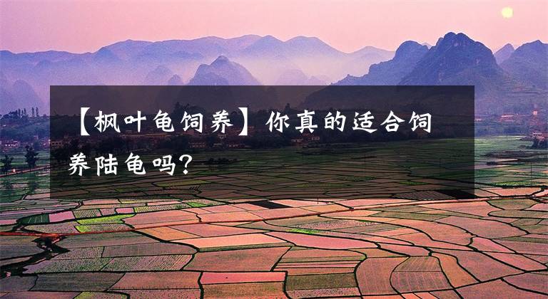 【枫叶龟饲养】你真的适合饲养陆龟吗？