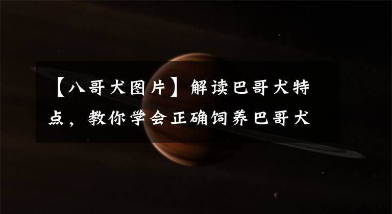 【八哥犬图片】解读巴哥犬特点，教你学会正确饲养巴哥犬，新手铲屎官必看！