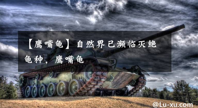 【鹰嘴龟】自然界已濒临灭绝龟种，鹰嘴龟