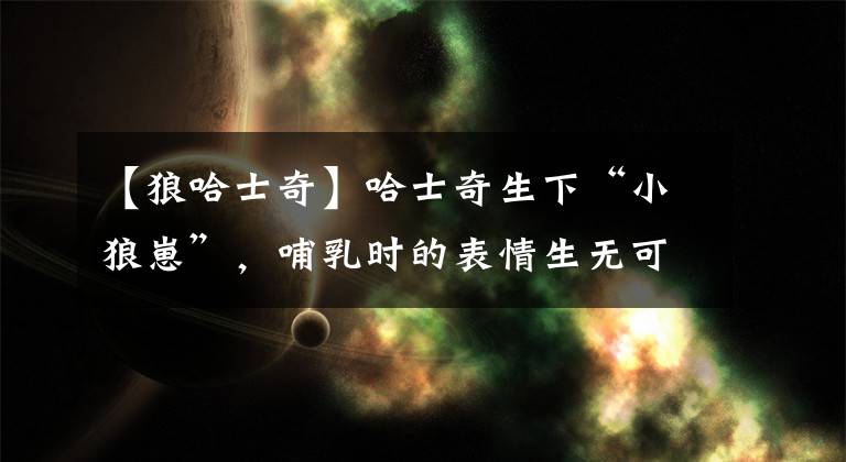 【狼哈士奇】哈士奇生下“小狼崽”，哺乳时的表情生无可恋！