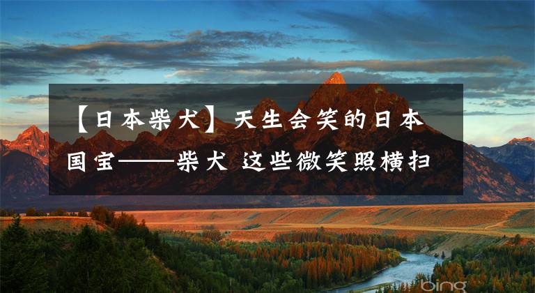 【日本柴犬】天生会笑的日本国宝——柴犬 这些微笑照横扫你一天工作的疲惫!