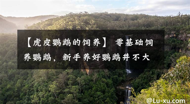 【虎皮鹦鹉的饲养】 零基础饲养鹦鹉，新手养好鹦鹉并不大难，看完立即入门 收藏