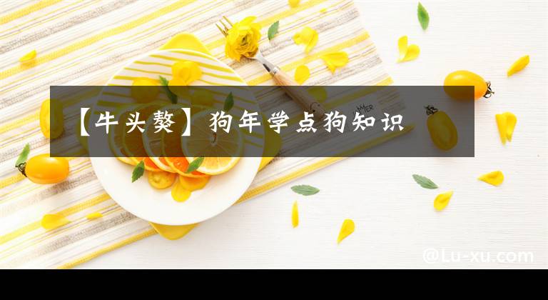 【牛头獒】狗年学点狗知识