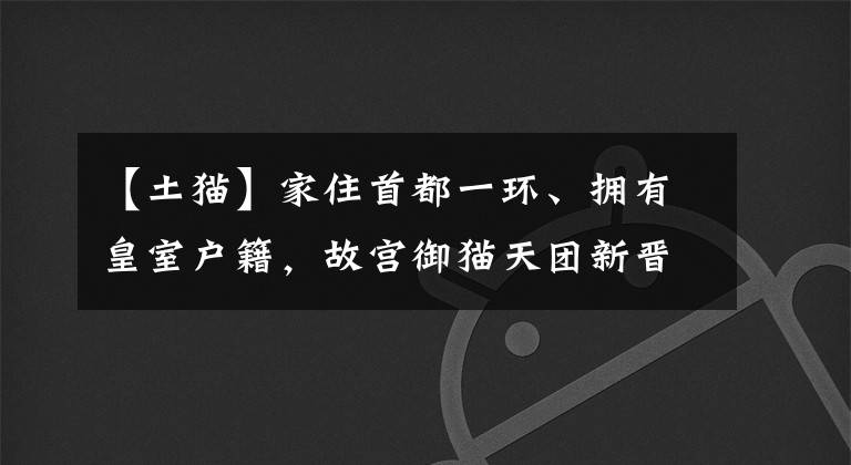 【土猫】家住首都一环、拥有皇室户籍,故宫御猫天团新晋顶流「帕帕」