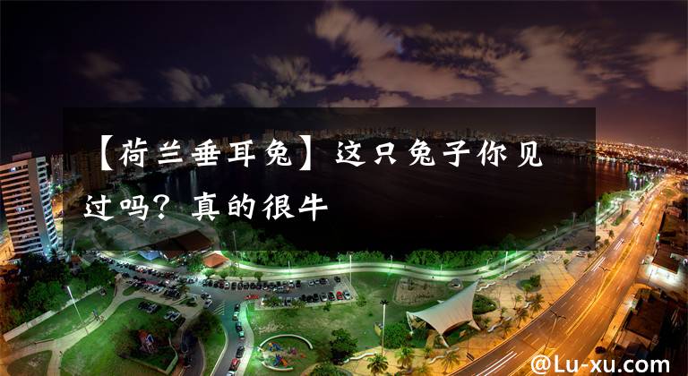 【荷兰垂耳兔】这只兔子你见过吗？真的很牛