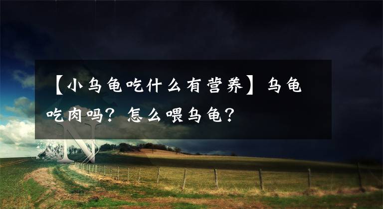 【小乌龟吃什么有营养】乌龟吃肉吗?怎么喂乌龟?