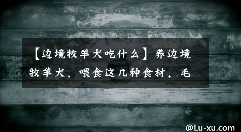 【边境牧羊犬吃什么】养边境牧羊犬，喂食这几种食材，毛发比别人家的要靓丽