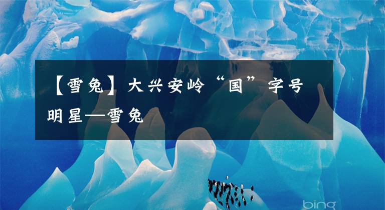 【雪兔】大兴安岭“国”字号明星—雪兔