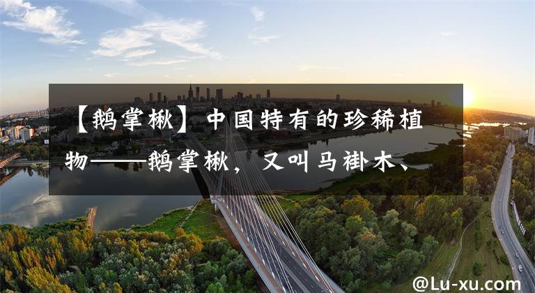 【鹅掌楸】中国特有的珍稀植物——鹅掌楸,又叫马褂木、中国的郁金香树