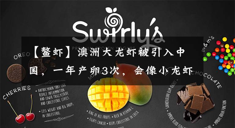 【鳌虾】澳洲大龙虾被引入中国，一年产卵3次，会像小龙虾一样泛滥吗？