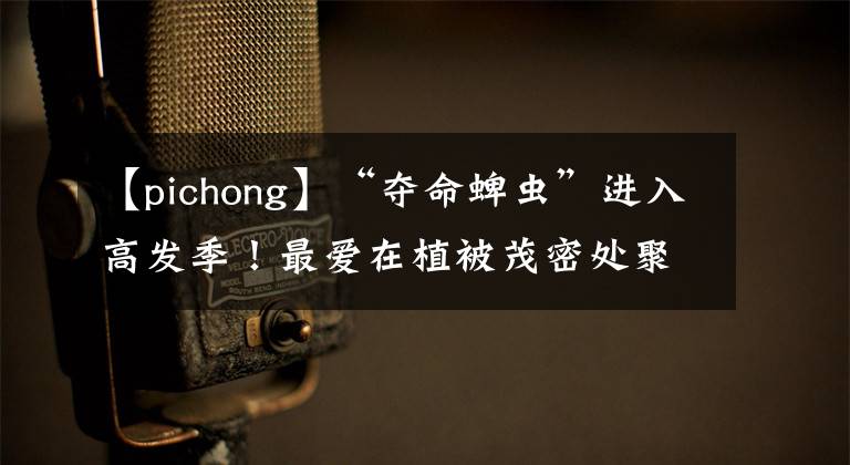 【pichong】“夺命蜱虫”进入高发季！最爱在植被茂密处聚集