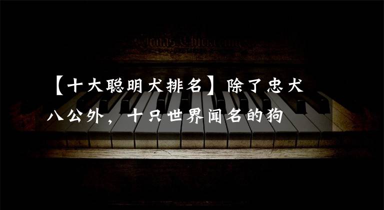 【十大聪明犬排名】除了忠犬八公外,十只世界闻名的狗