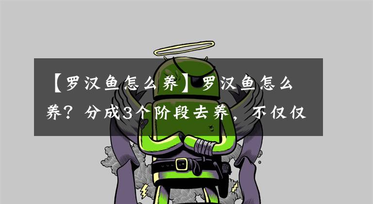 【罗汉鱼怎么养】罗汉鱼怎么养?分成3个阶段去养,不仅仅是好看,还好玩