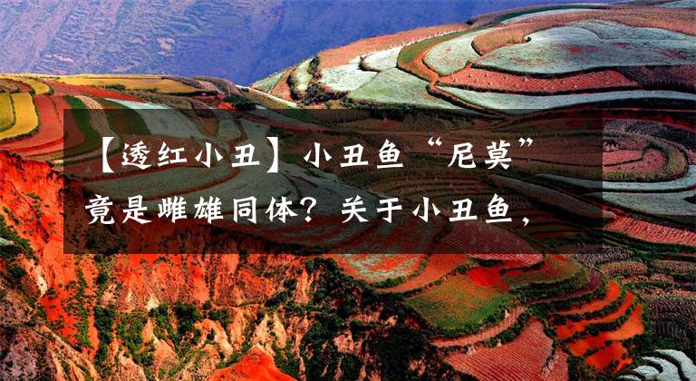 【透红小丑】小丑鱼“尼莫”竟是雌雄同体？关于小丑鱼，你需要知道的那些事