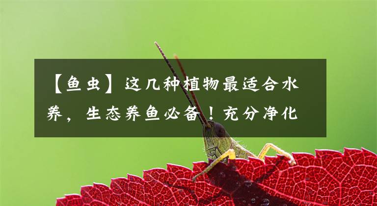 【鱼虫】这几种植物最适合水养，生态养鱼必备！充分净化水质改善鱼缸环境