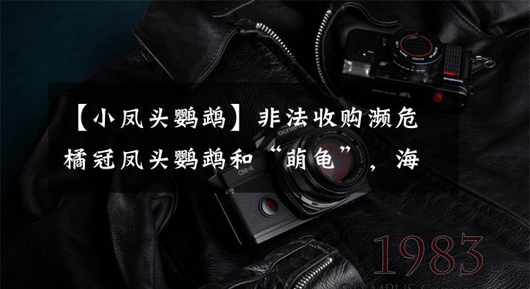 【小凤头鹦鹉】非法收购濒危橘冠凤头鹦鹉和“萌龟”，海淀警方：拘