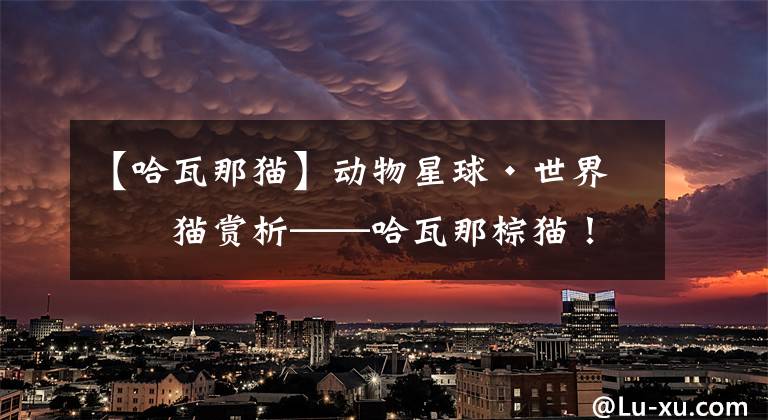【哈瓦那猫】动物星球·世界名猫赏析——哈瓦那棕猫！