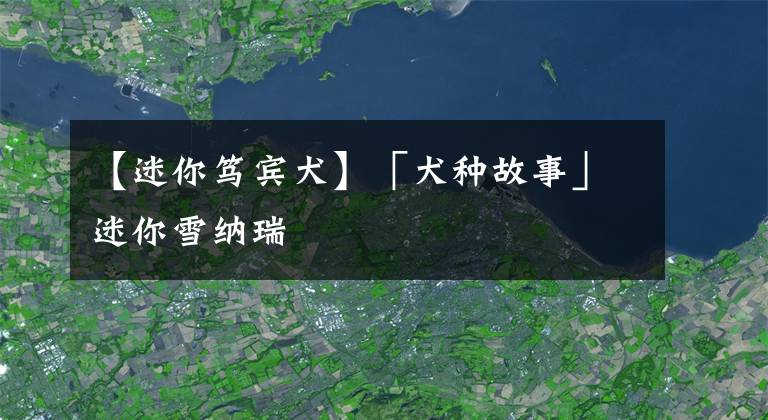【迷你笃宾犬】「犬种故事」迷你雪纳瑞