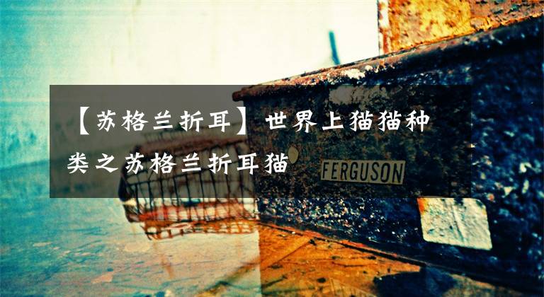 【苏格兰折耳】世界上猫猫种类之苏格兰折耳猫