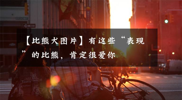 【比熊犬图片】有这些“表现”的比熊，肯定很爱你