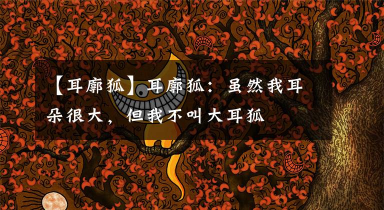 【耳廓狐】耳廓狐:虽然我耳朵很大,但我不叫大耳狐